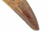 Enormous, Real Spinosaurus Tooth - Excellent Large Tooth #208400-2